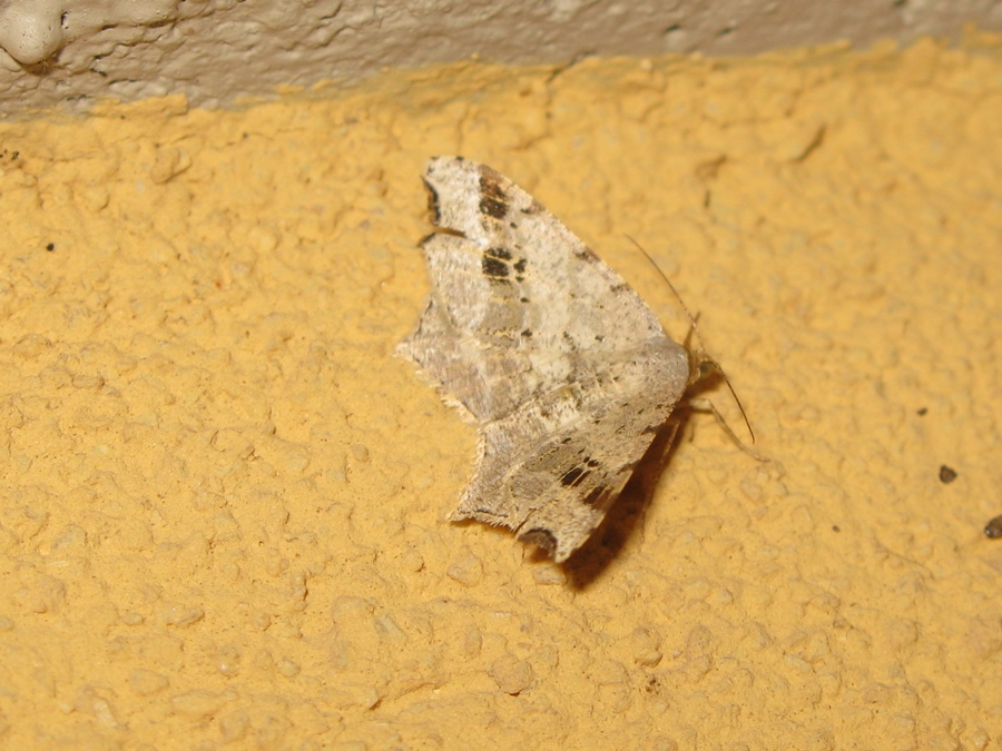 MACARIA ALTERNATA o NOTATA?